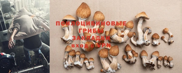 дмт Бородино